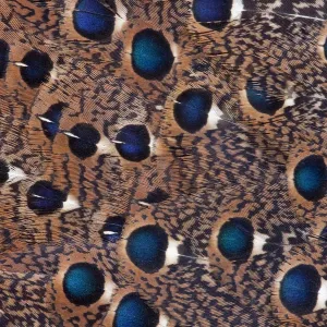 Feather, Pattern, Design, Colorful, Structure Feather, Pattern, Design, Colorful, Structure