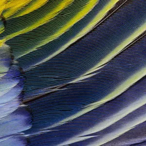 Feather, Pattern, Design, Colorful, Structure Feather, Pattern, Design, Colorful, Structure