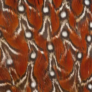 Feather, Pattern, Design, Colorful, Structure Feather, Pattern, Design, Colorful, Structure