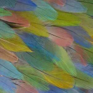 Feather, Pattern, Design, Colorful, Structure Feather, Pattern, Design, Colorful, Structure