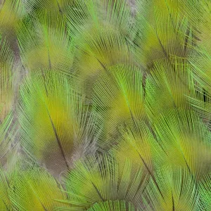 Feather, Pattern, Design, Colorful, Structure Feather, Pattern, Design, Colorful, Structure