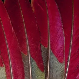 Feather, Pattern, Design, Colorful, Structure Feather, Pattern, Design, Colorful, Structure