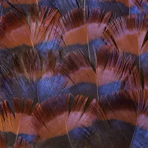 Feather, Pattern, Design, Colorful, Structure Feather, Pattern, Design, Colorful, Structure