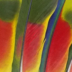 Feather, Pattern, Design, Colorful, Structure Feather, Pattern, Design, Colorful, Structure