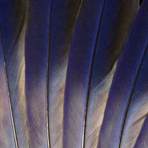 Feather, Pattern, Design, Colorful, Structure Feather, Pattern, Design, Colorful, Structure