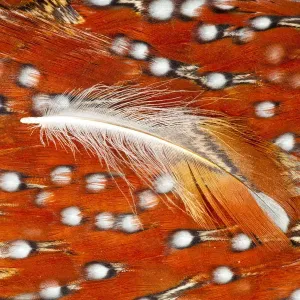 Feather, Pattern, Design, Colorful, Structure Feather, Pattern, Design, Colorful, Structure