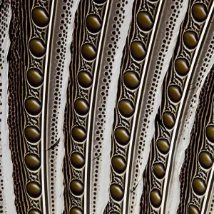 Feather, Pattern, Design, Colorful, Structure Feather, Pattern, Design, Colorful, Structure