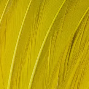 Feather, Pattern, Design, Colorful, Structure Feather, Pattern, Design, Colorful, Structure