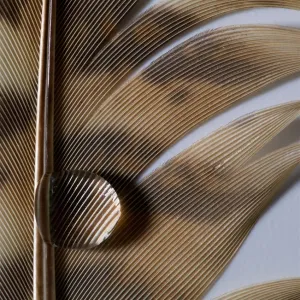 Water Droplets on a Bird Feather Print Water Droplets on a Bird Feather Print