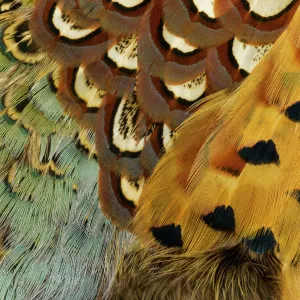 Feathers, Beauty in Nature, Pattern, Pheasant