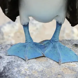 Blue-footed Booby Print