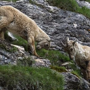 Two female Alpine Ibexes -Capra ibex-, Graubuenden, Switzerland