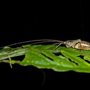 Female Bush-cricket -Tettigoniidae spec. - with an ovipositor, Tiputini rainforest, Yasuni National Park, Ecuador, South America