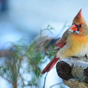 Female Cardinal Perched on Log in Winter
