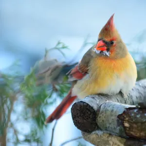 Female Northern Cardinal Print Female Northern Cardinal Print