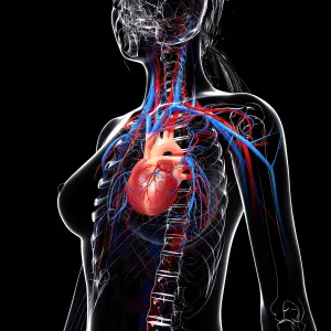 Female cardiovascular system, computer artwork