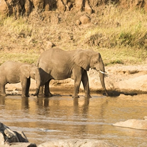 Female Elephant (Loxodonta africana) and calf on banks of the Mara River in Serengeti National Park