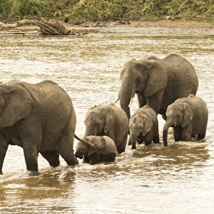 Female elephants (Loxodonta africana) with young calves crossing the Mara River in Serengeti National Park