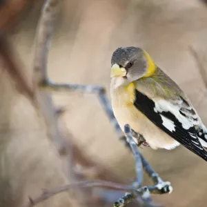 Female Evening Grosbeak