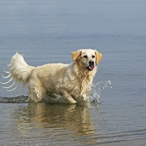 Female Golden Retriever -Canis lupus familiaris-, two-year old dog walking in water