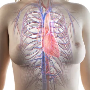 Female Heart Anatomy Print Female Heart Anatomy Print