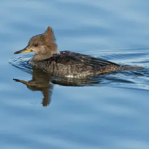 Female Hooded Merganser Print