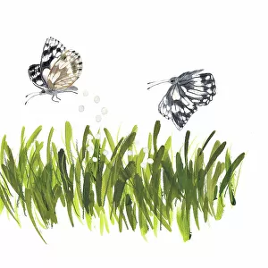 Two female Marbled White Butterflies (Melanargia Galathea) dropping their eggs in tall grass