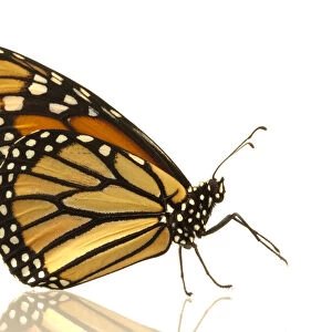 Female monarch butterfly (Danaus plexippus), side view