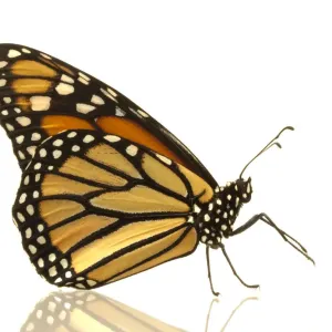 Female monarch butterfly (Danaus plexippus), side view