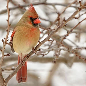 Female Northern Cardinal perched
