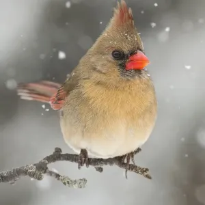 Female Northern Cardinal Winter Print Female Northern Cardinal Winter Print