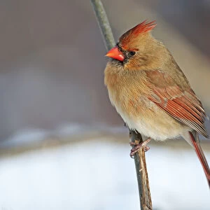 Female northern cardinal in winter setting