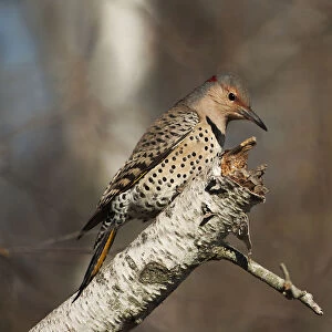 Female Northern flicker in late October