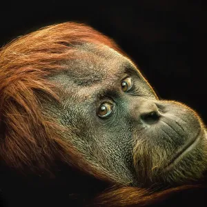 Female Orang Utan Female Orang Utan