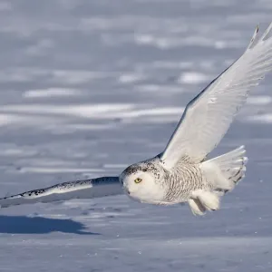 Female Snowy owl flying low hunting over the snow in Canada Female Snowy owl flying low hunting over the snow in Canada