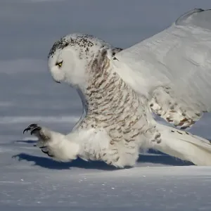 Female snowy owl prepares to catch its prey in Canada Female snowy owl prepares to catch its prey in Canada