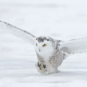 Female snowy owl prepares to catch its prey in Canada Female snowy owl prepares to catch its prey in Canada