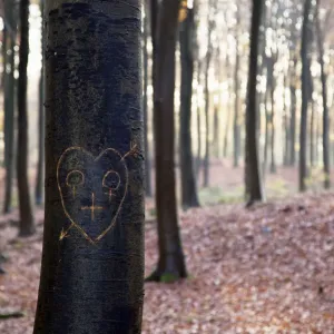 Female Symbols in Love Heart Print on Tree Female Symbols in Love Heart Print on Tree