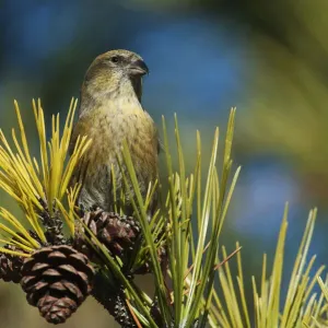 Female white-winged crossbill Female white-winged crossbill