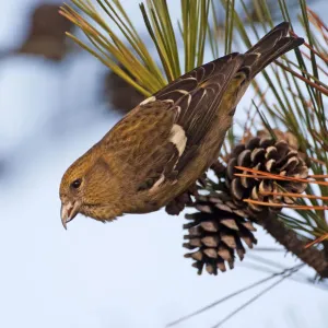 White-winged Crossbill Bird Print