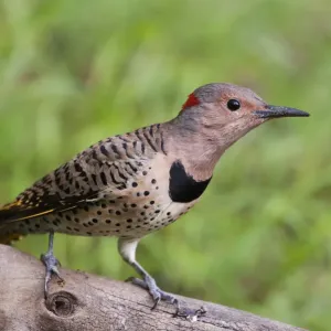 Yellow-Shafted Flicker Print