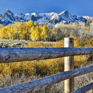 Fence and Aspen trees in autumn colors with snow-capped mountains in background, Ridgway, Colorado, USA