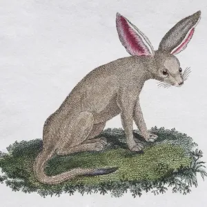 Fennek (Fennecus arabicum), hand-coloured copperplate engraving by Friedrich Justin Fennek (Fennecus arabicum), hand-coloured copperplate engraving by Friedrich Justin