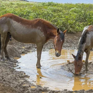 Feral horses, mud bath, Easter Island, Chile