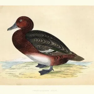 Ferruginous duck, Aythya nyroca, Wildlife, Birds, diving ducks, Art Prints