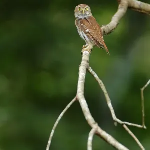 Ferruginous Pygmy-Owl