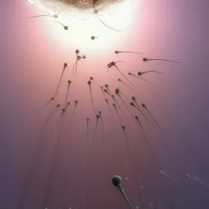 Fertilisation
