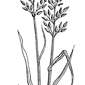 Festuca pratensis, Meadow Fescue-grass