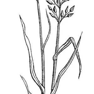 Festuca pratensis, Meadow Fescue-grass Festuca pratensis, Meadow Fescue-grass