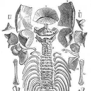 Fetus skeleton anatomy engraving 1857